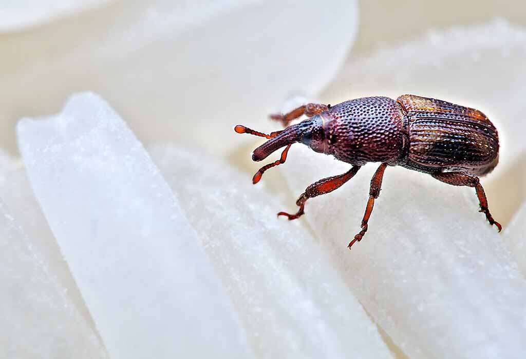 weevil bugs on rice