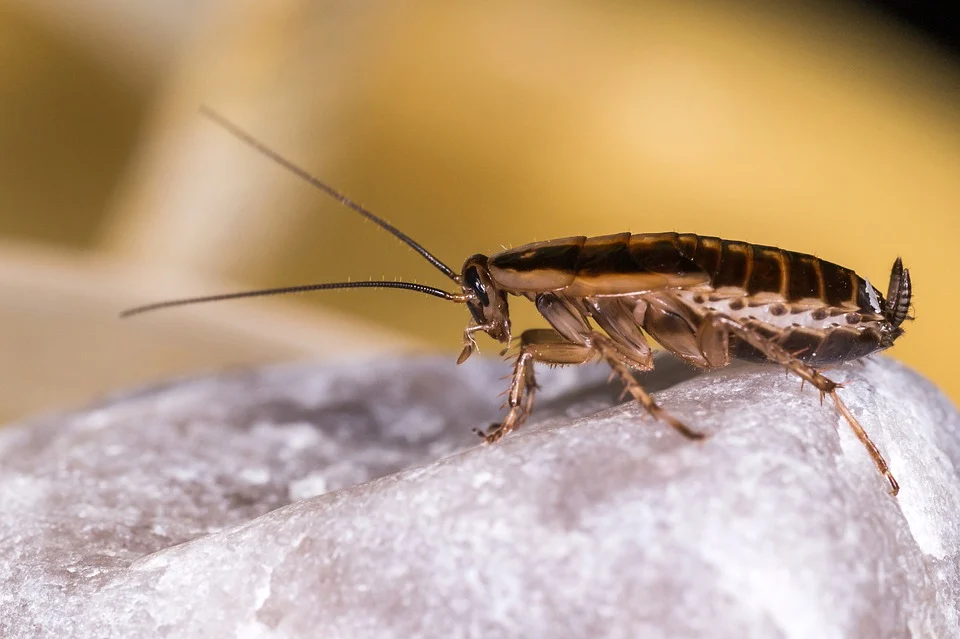 11 Effective Ways to Get Rid of Cockroaches in The Kitchen