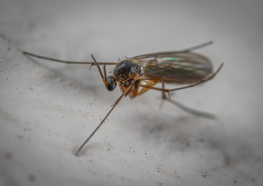 What Attracts Gnats In The Kitchen and How to Get Rid of Them ...