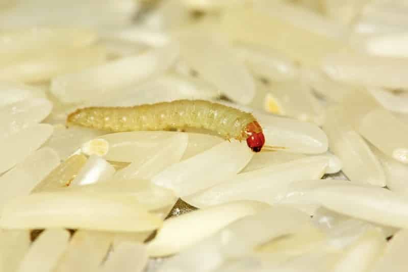 maggot in rice