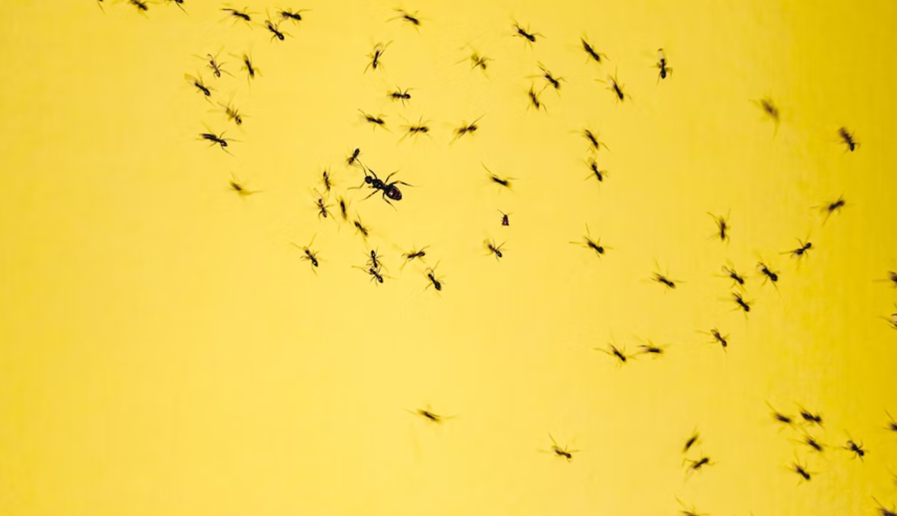 Best Ant Spray for Kitchen 6 Picks to Stay AntFree!