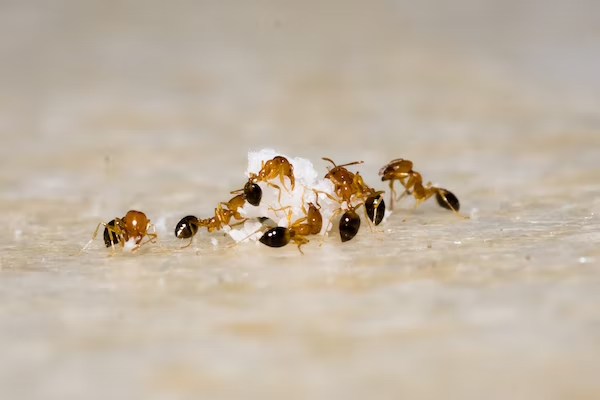 ants gathering around sugar on a kitchen countertop