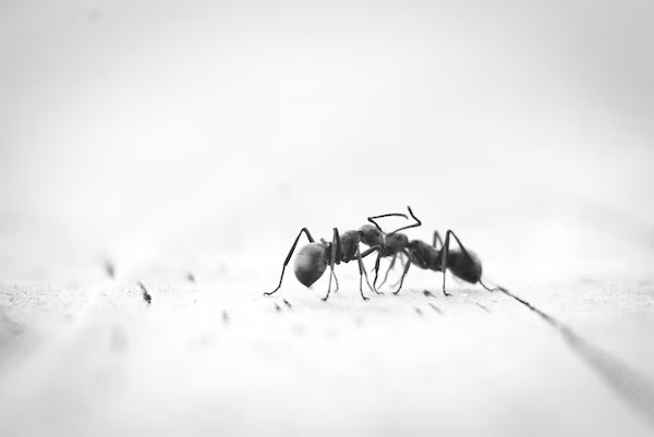 two black ants communicating 